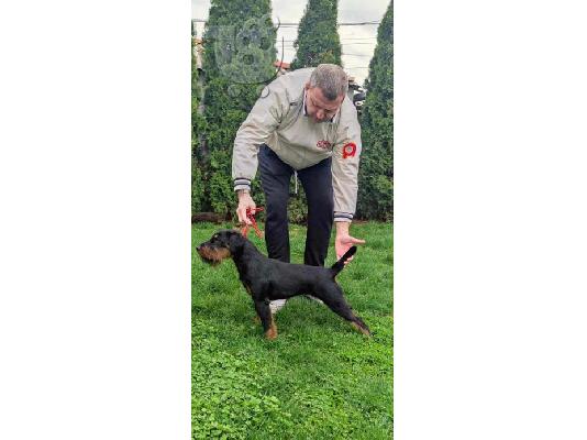 PoulaTo: Γερμανικό κυνηγετικό τεριέ